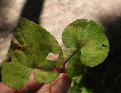 Puccinia violae
