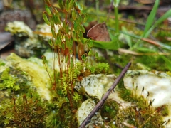 Rosulabryum