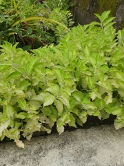 Coleus amboinicus