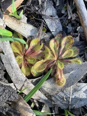 Drosera whittakeri
