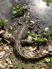 Caiman latirostris