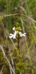 Westringia tenuicaulis
