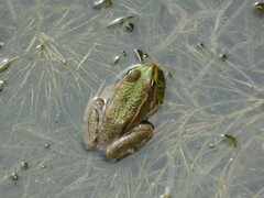 Pelophylax ridibundus