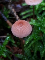 Mycena rosella