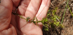Westringia tenuicaulis