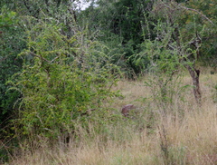 Canthium spinosum