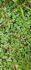 Hydrocotyle tripartita