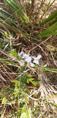 Westringia tenuicaulis