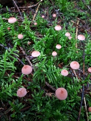 Mycena rosella