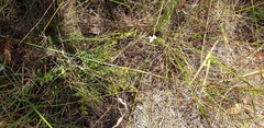 Westringia tenuicaulis