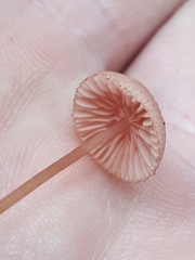 Mycena rosella