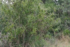 Canthium spinosum