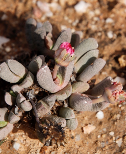 Image of Cephalophyllum spissum by (c) Tony Rebelo, some rights reserved (CC BY-SA)