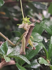 Pseudoxya diminuta