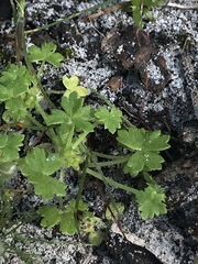 Hydrocotyle foveolata