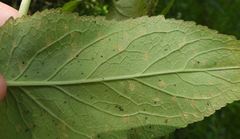 Coleosporium campanulae