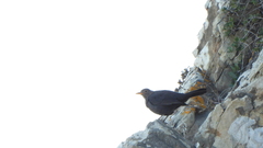 Turdus merula