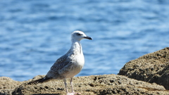 Larus michahellis