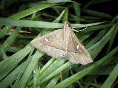 Cidariplura gladiata