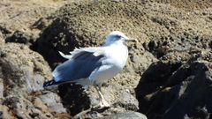 Larus michahellis