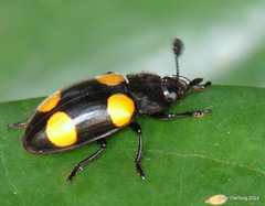 Episcapha xanthopustulata