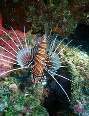Pterois antennata