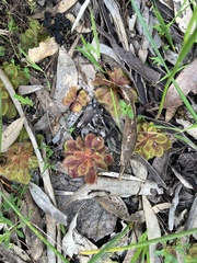 Drosera whittakeri