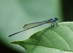 Prodasineura collaris