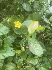 Dillenia suffruticosa
