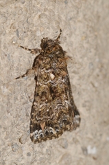 Callopistria latreillei