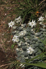 Actinotus helianthi