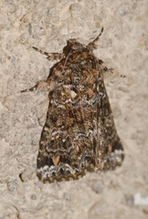 Callopistria latreillei
