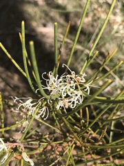 Hakea rostrata
