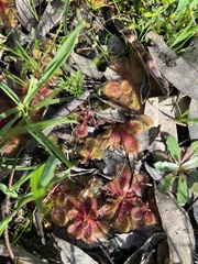 Drosera whittakeri