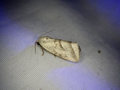 Phyllophila obliterata