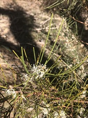 Hakea rostrata