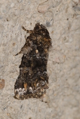 Callopistria latreillei
