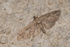Eupithecia oxycedrata