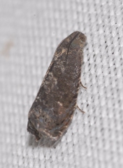 Grapholita funebrana