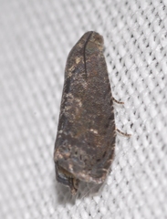 Grapholita funebrana