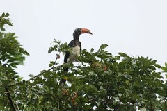 Lophoceros alboterminatus
