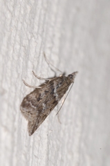 Eudonia angustea