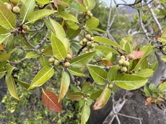 Ficus ingens