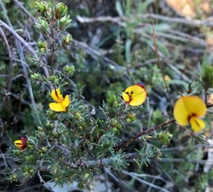 Pultenaea tenuifolia