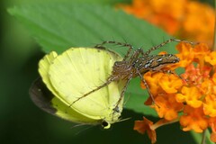 Hamadruas hieroglyphica