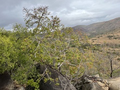 Ficus ingens