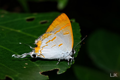 Hypolycaena thecloides