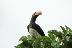 Lophoceros alboterminatus