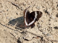 Limenitis arthemis rubrofasciata