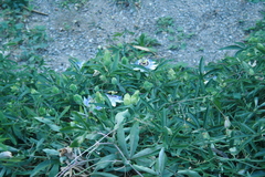 Passiflora caerulea